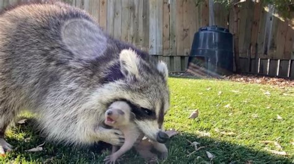 How Long Are Raccoons Pregnant?