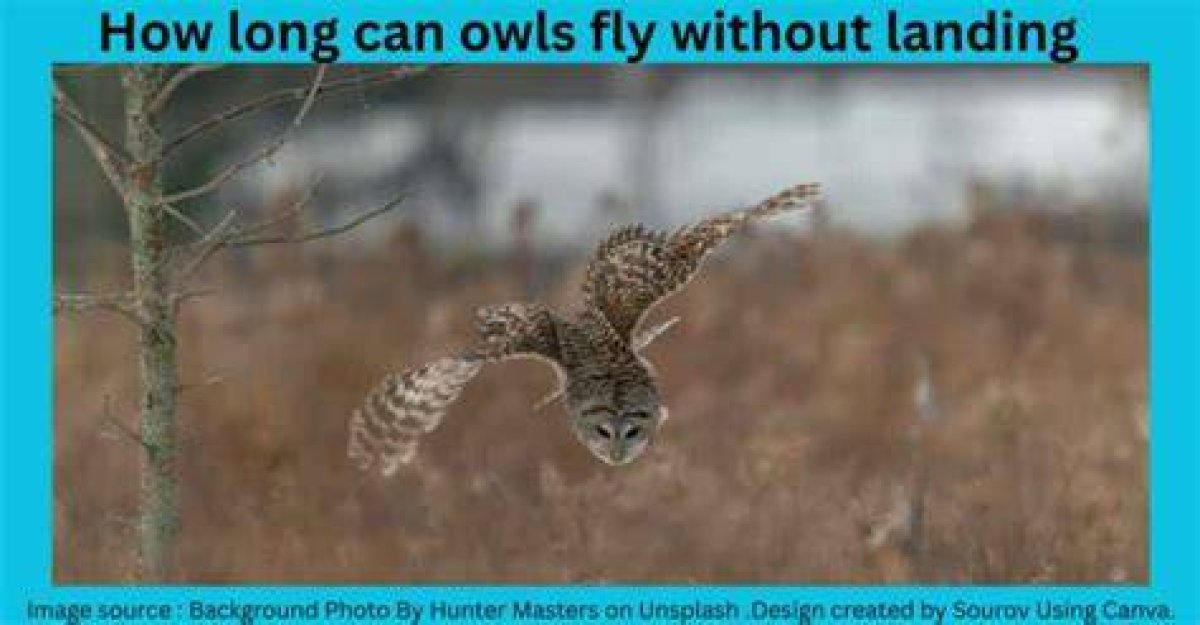 How Long Can a Bird Fly Without Stopping?