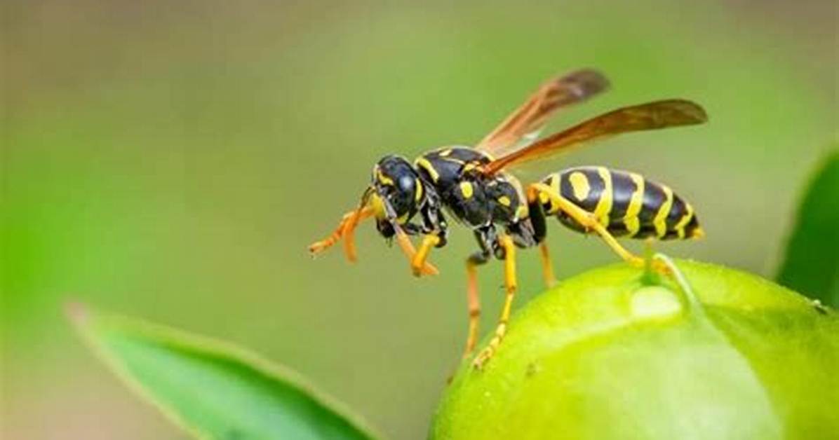 How Long Can a Wasp Go Without Food or Water?