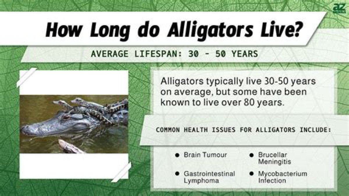 How Long Do Alligators Live for?