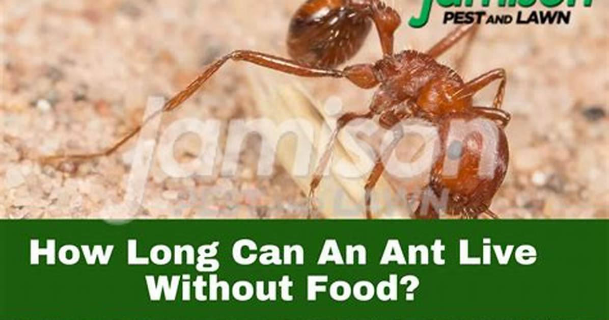 How Long Do Ants Live Without Food?