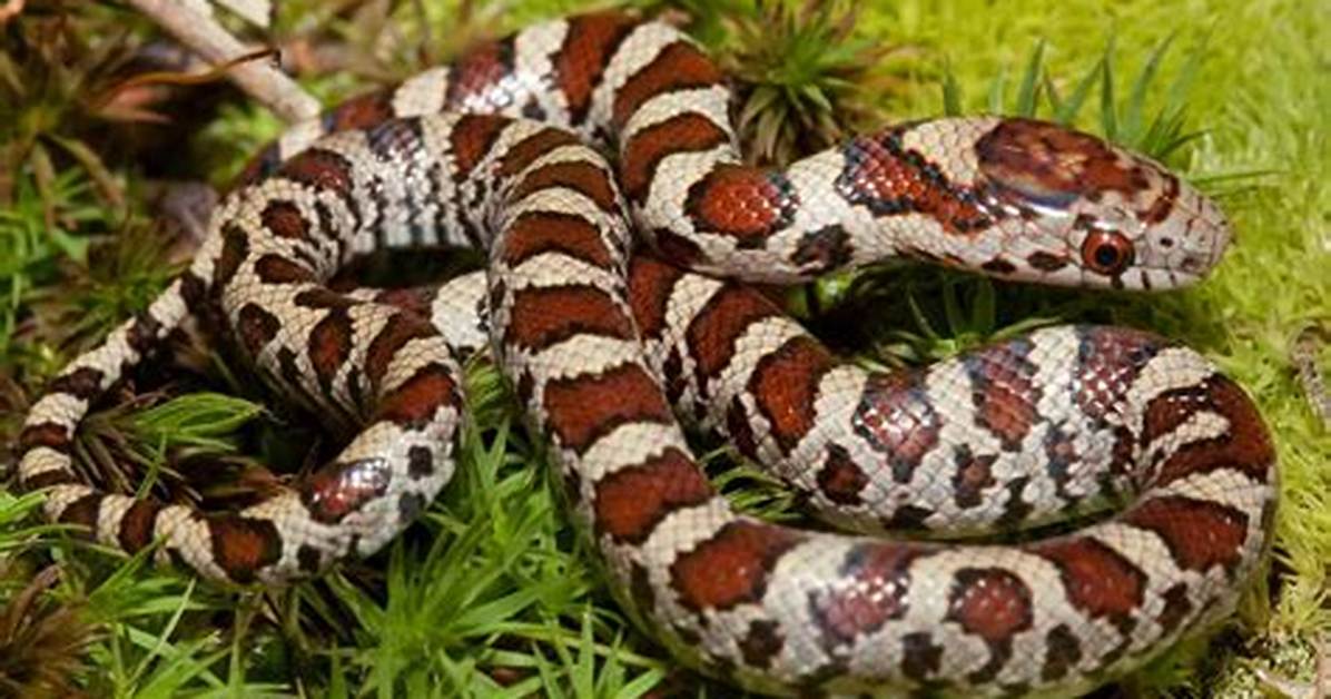 How Long Does a Milk Snake Live?