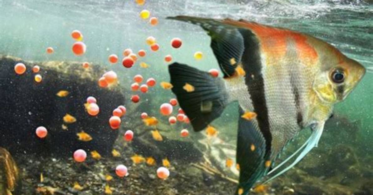 How Long for Angelfish Eggs to Hatch?