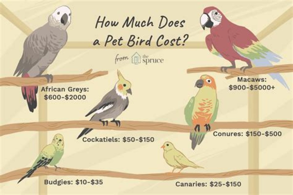 How Much Does a Canary Bird Cost?