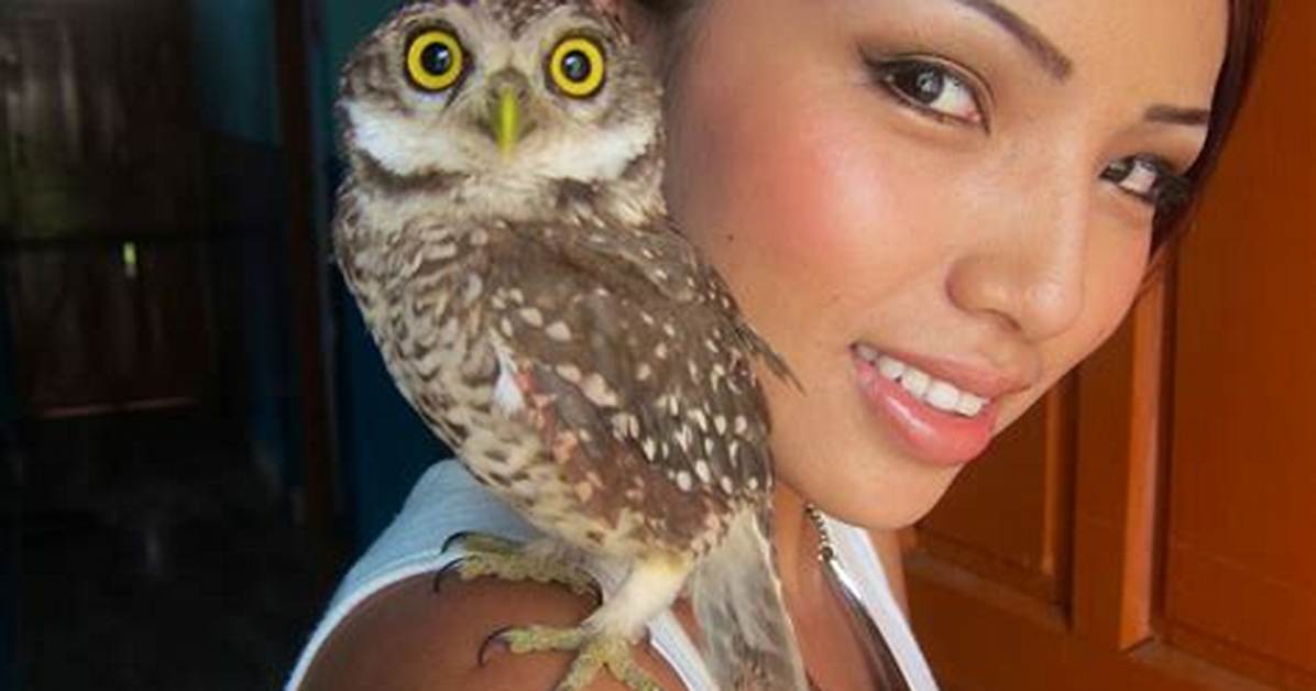 How Much Does a Pet Owl Cost?