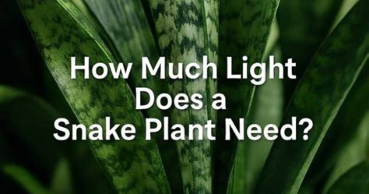 How Much Light Does a Snake Plant Need?