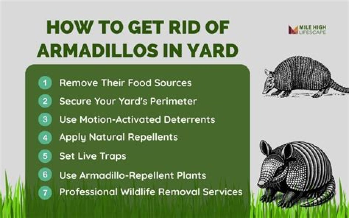 How to Attract Armadillos? - Kylon Powell