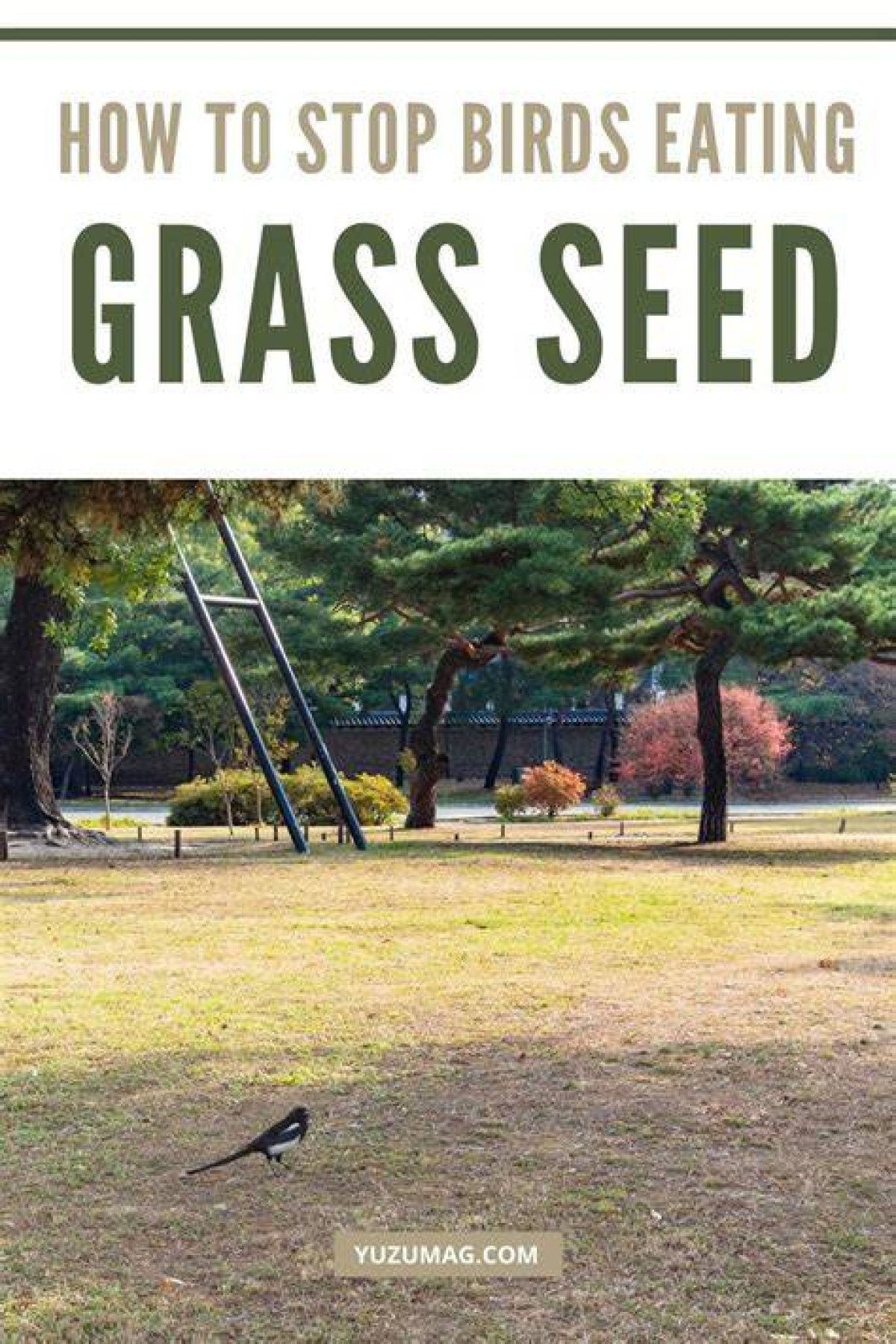 How to Avoid Birds Eating Grass Seeds?