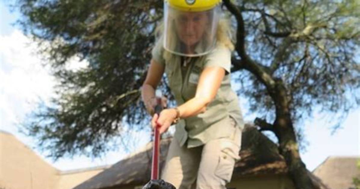 How to Become Snake Handler?