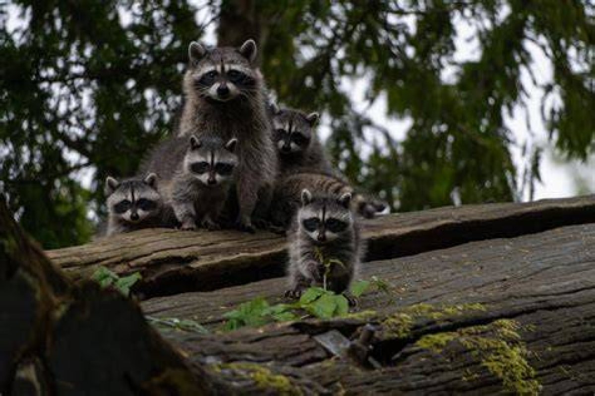 How to Catch a Baby Raccoon?