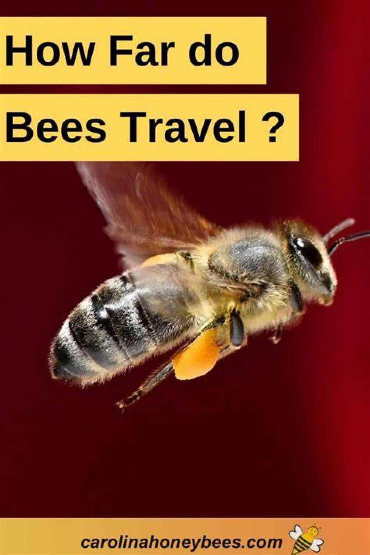 How to Deal with Bees in Far Cry 5?