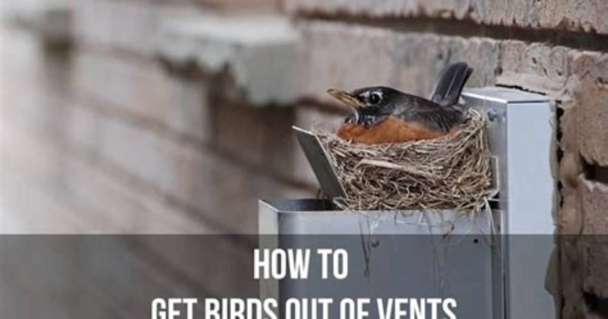 How to Get Birds out of Hood Vent?