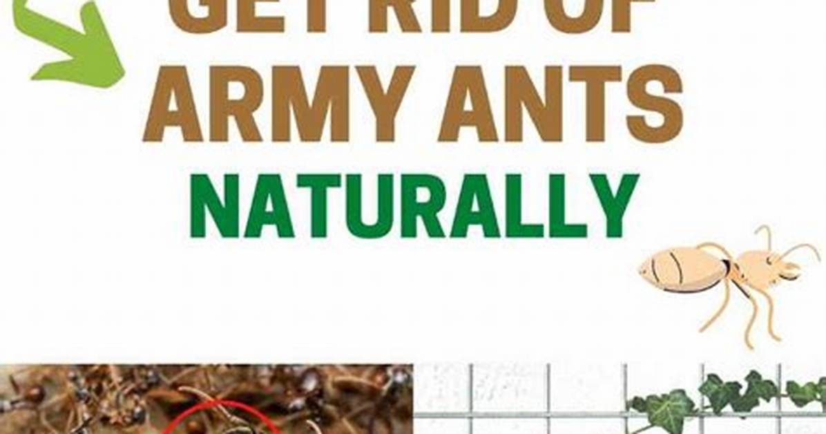 How to Get Rid of Army Ants?