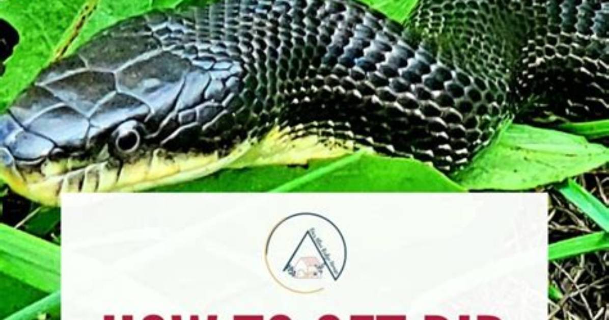 How to Get Rid of Black Snakes in Attic?