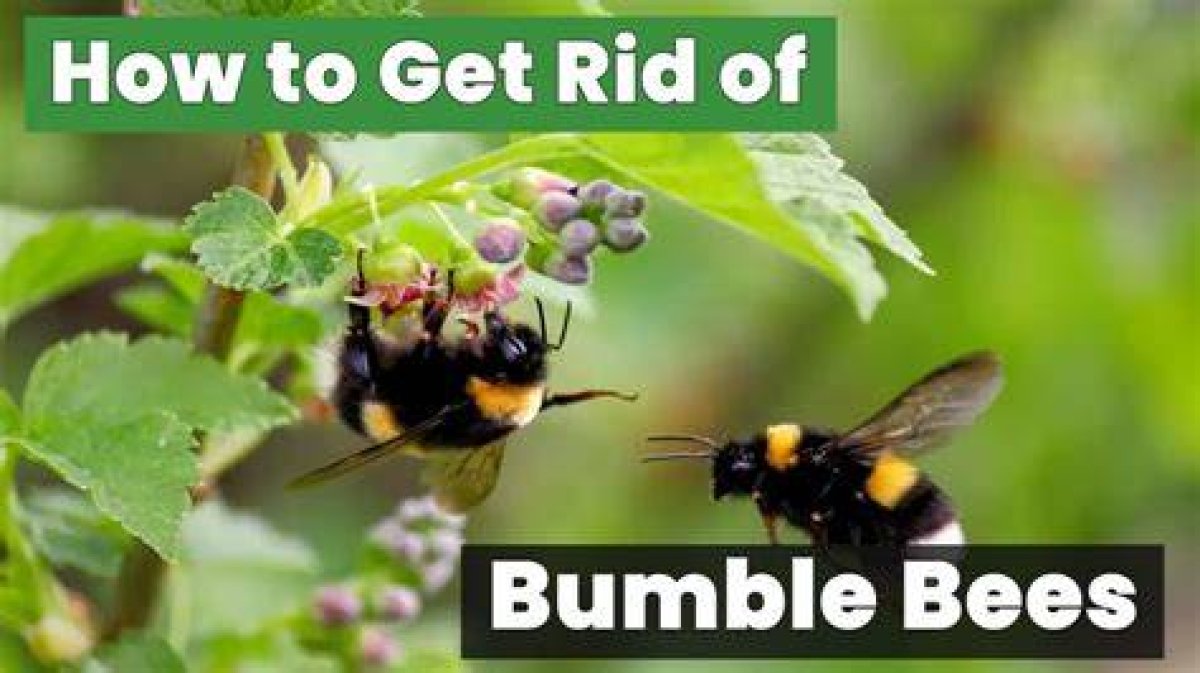 How to Get Rid of Bumble Bees Under My Shed