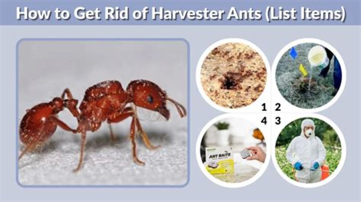 How to Get Rid of Harvester Ants?