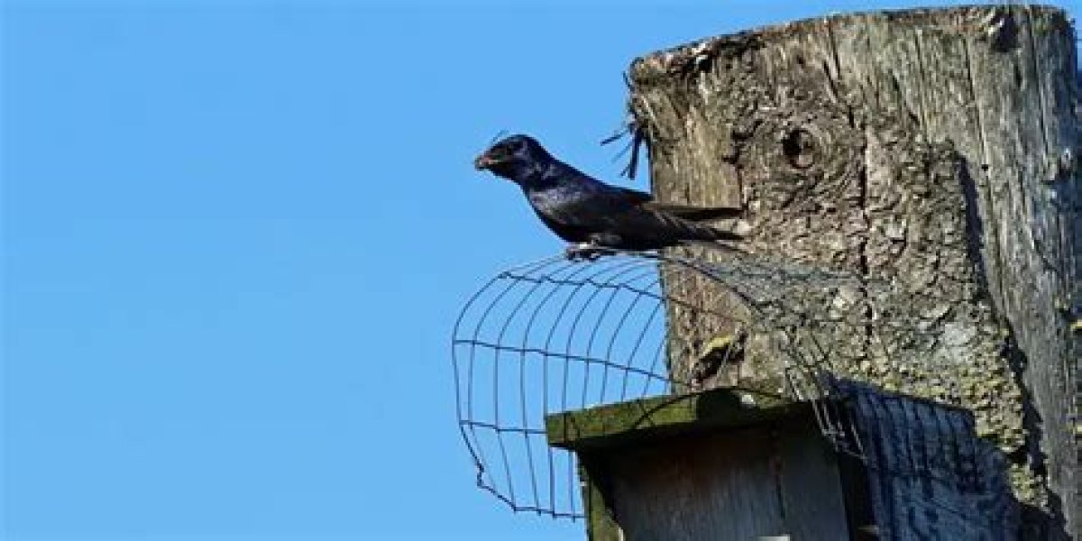 How to Get Rid of Martin Birds?