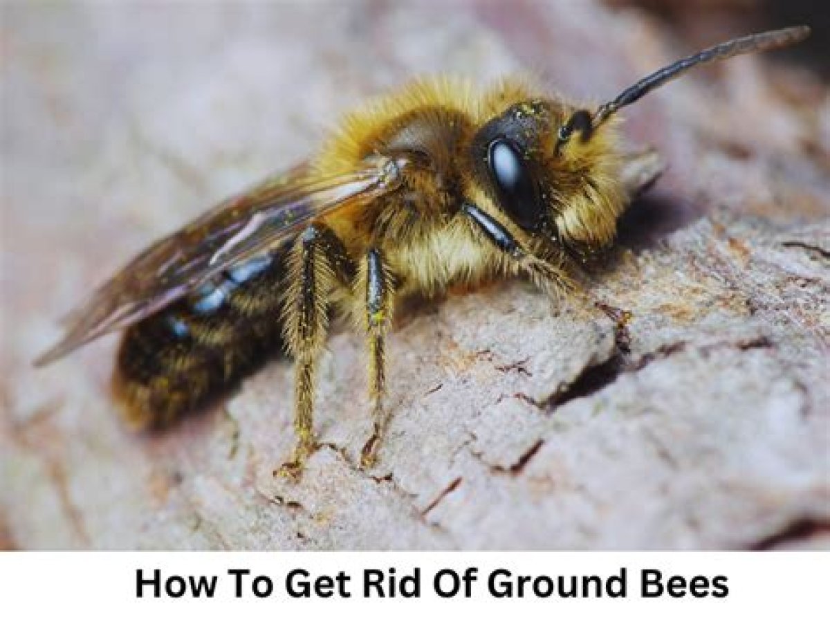 How to Get Rid of Meat Bees?