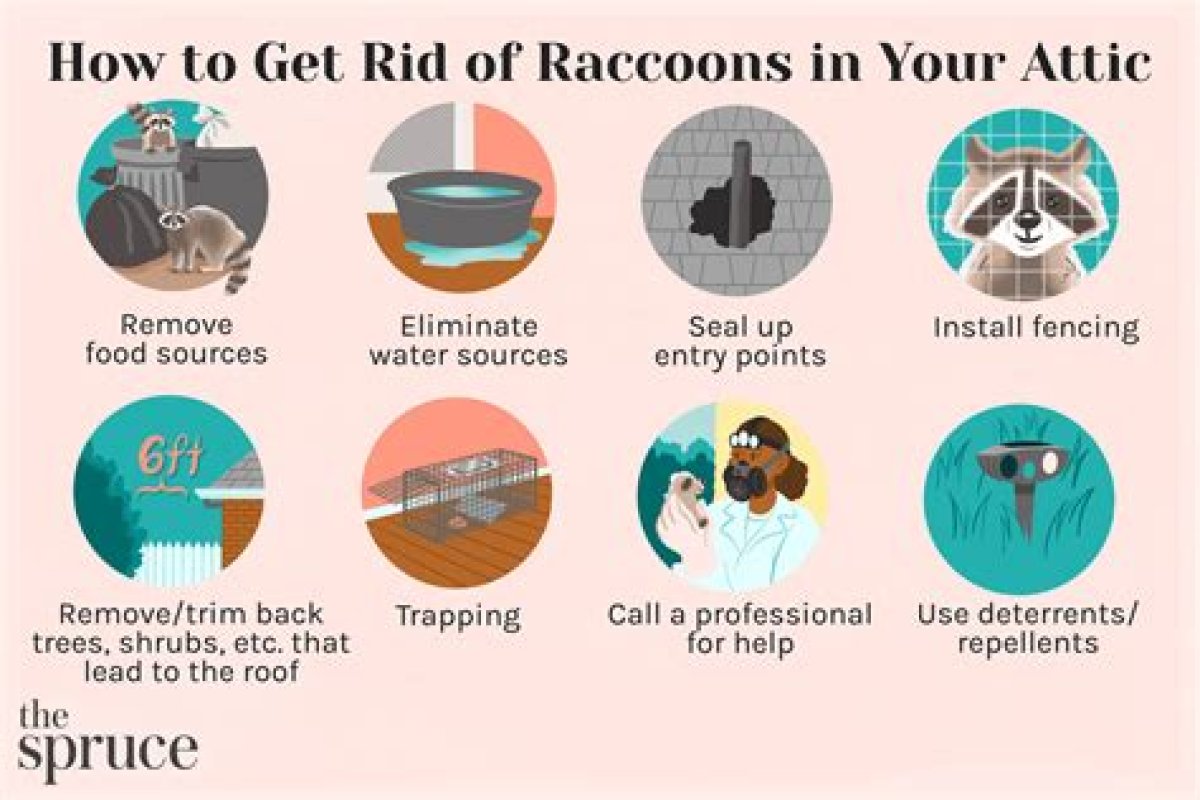 How to Get Rid of Raccoons in My Pool?