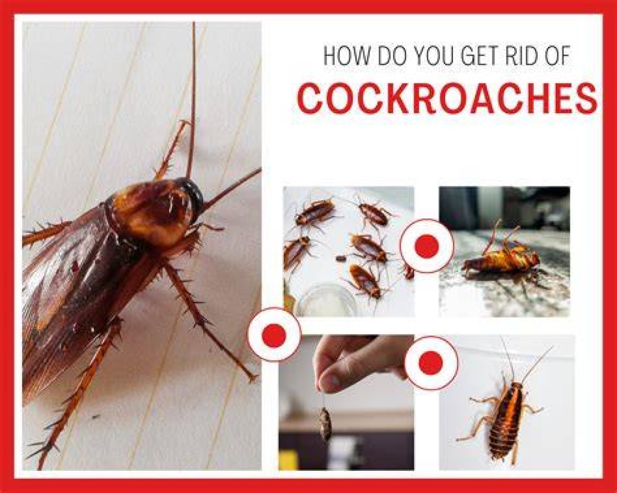 How to Get Rid of Roaches in Your Car Fast?