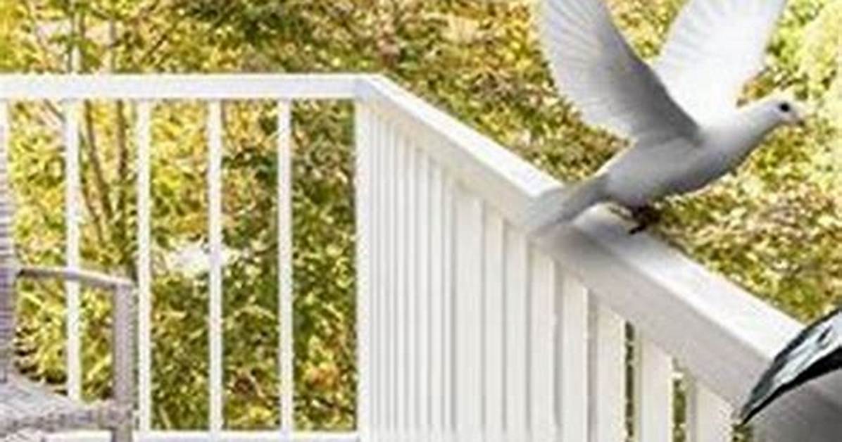 How to Keep Birds off Deck Railing?