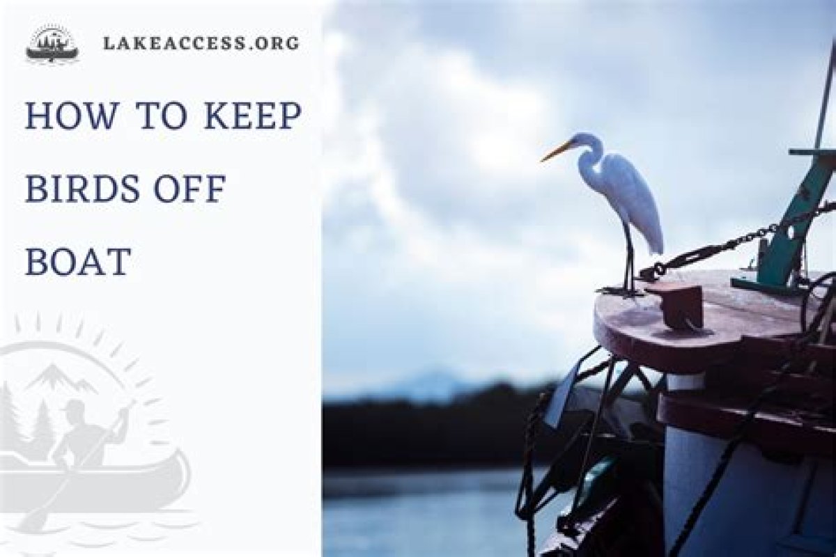 How to Keep Birds out of Boat House?