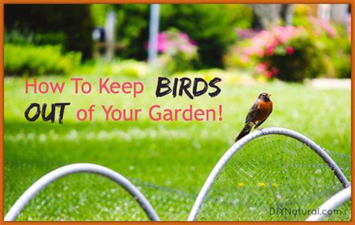How to Keep Birds out of My Fruit Trees?