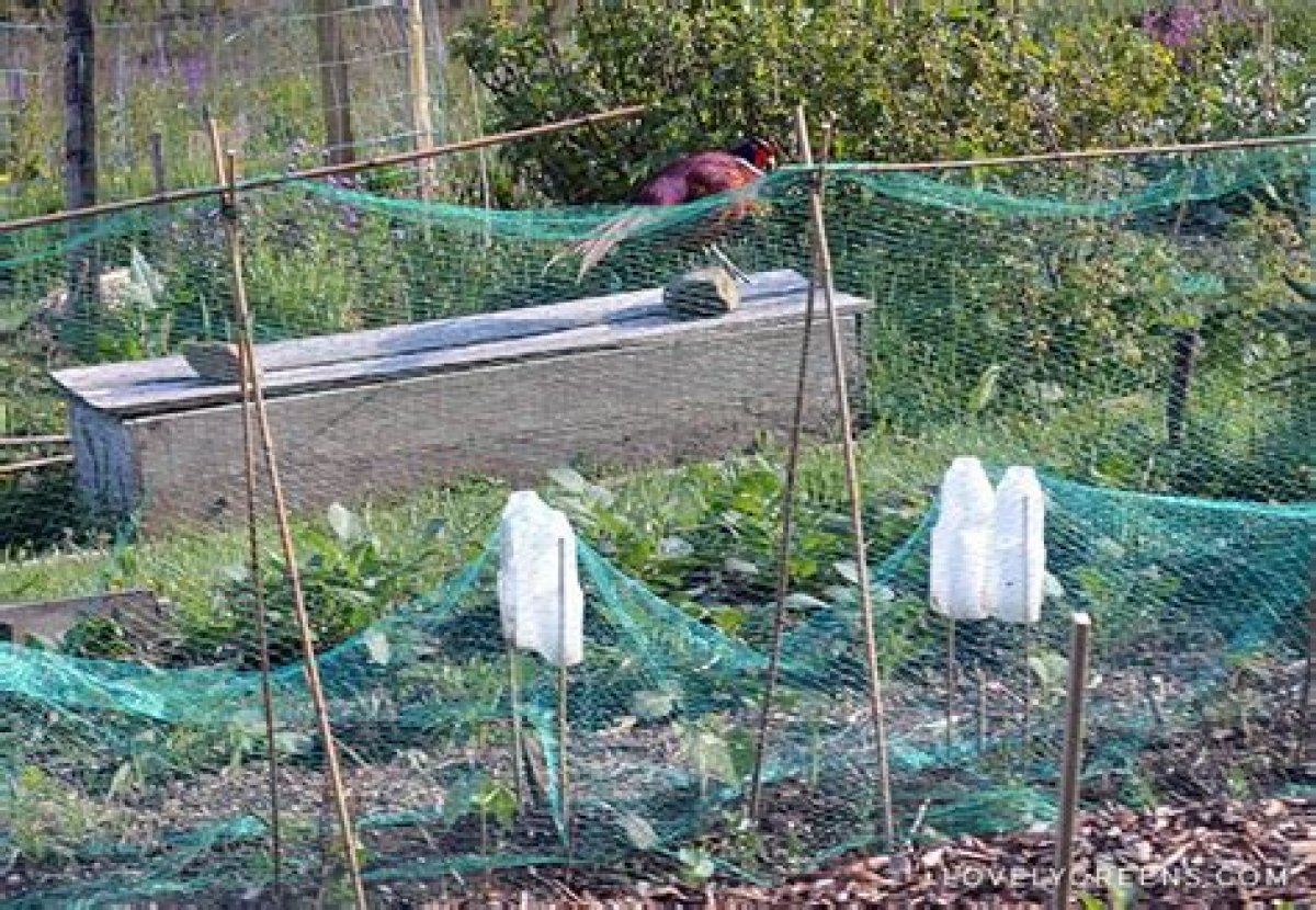 How to Keep Birds out of Vegetable Garden?