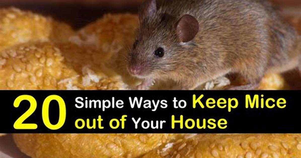 How to Keep Mice out of Equipment