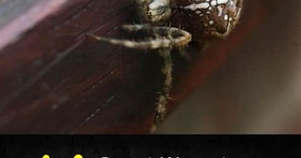 How to Keep Spiders Away from Porch Lights