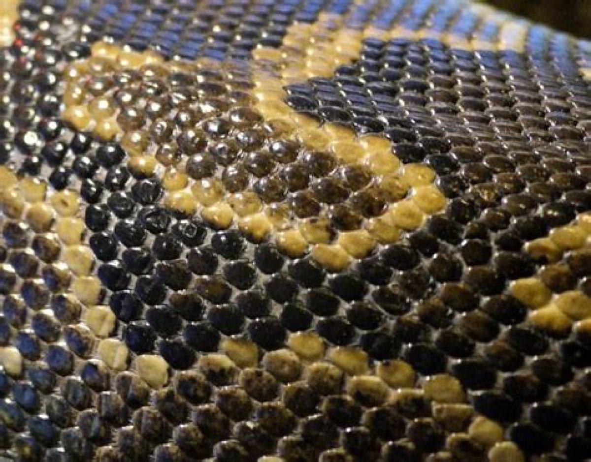 How to Preserve Snake Skin Without Glycerin?