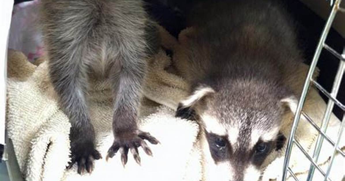 How to Prevent Raccoons from Getting into Garbage?