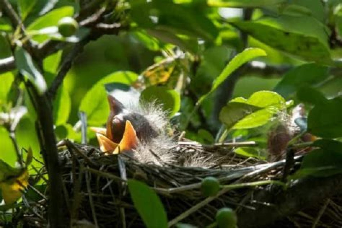 How to Protect Birds Nest from Rain?
