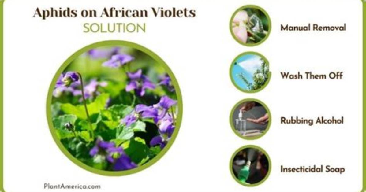 How to Remove Aphids from African Violets?