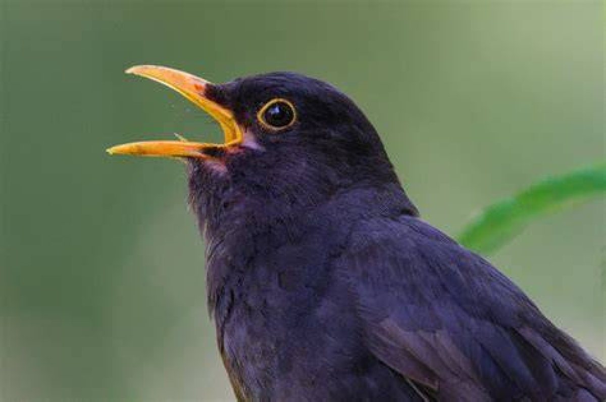How to Silence Noisy Birds?