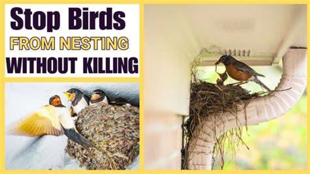 How to Stop Birds from Nesting in Gutters?