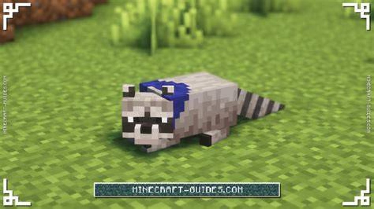 How to Tame a Raccoon in Minecraft?