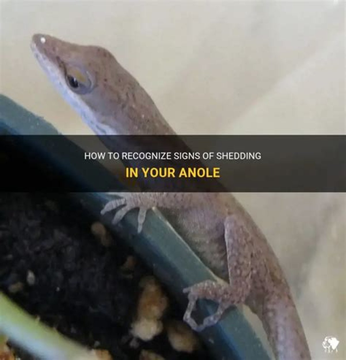 How to Tell If a Anole Is Male or Female?