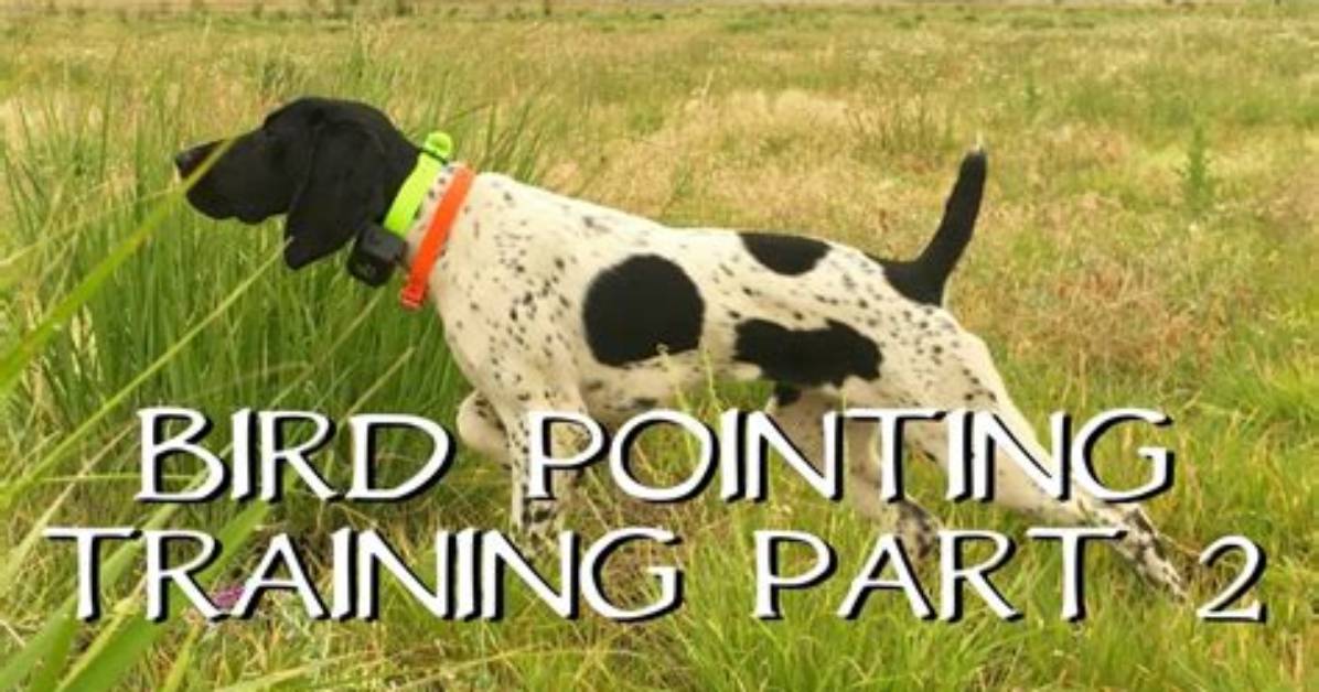 How to Train a Bird Dog Not to Kill Chickens?