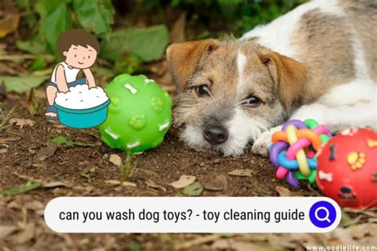 How to Wash Dog Toys According to Canine Pros