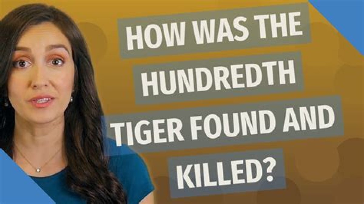 How Was the Hundredth Tiger Found?