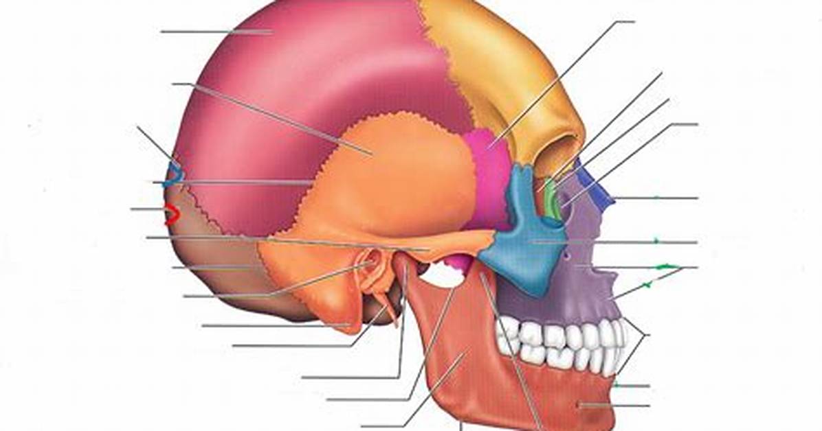 Human Skull: Lateral View Quiz
