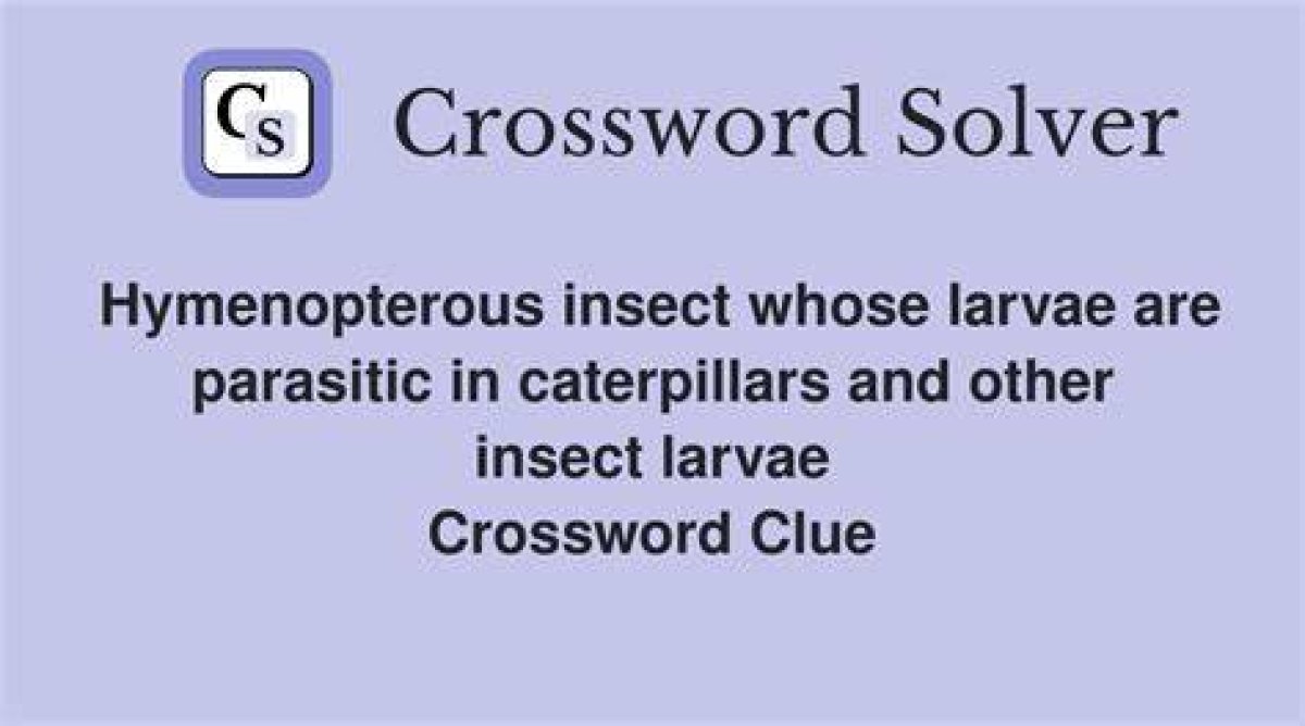 Insect with a Sting Nyt Crossword Clue Answer 4 Letters