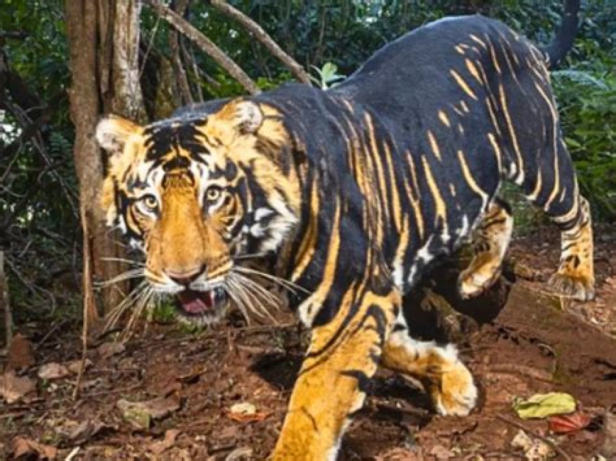 Is a Black Tiger Rare?