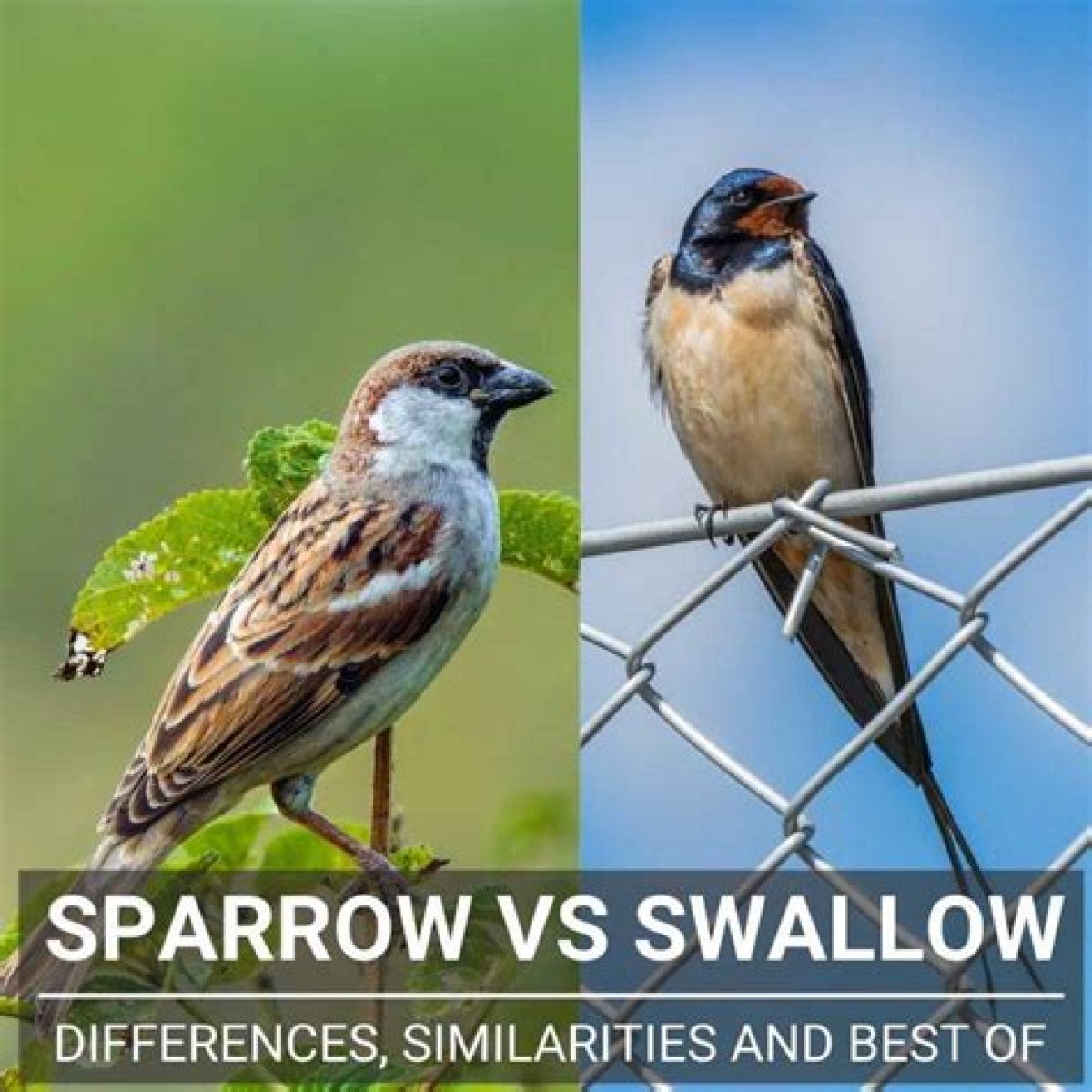 Is a Swallow and a Sparrow the Same Bird?