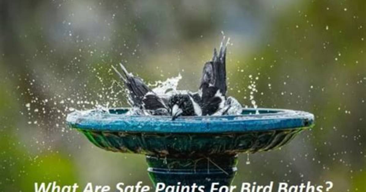 Is Polyurethane Safe for Bird Baths?