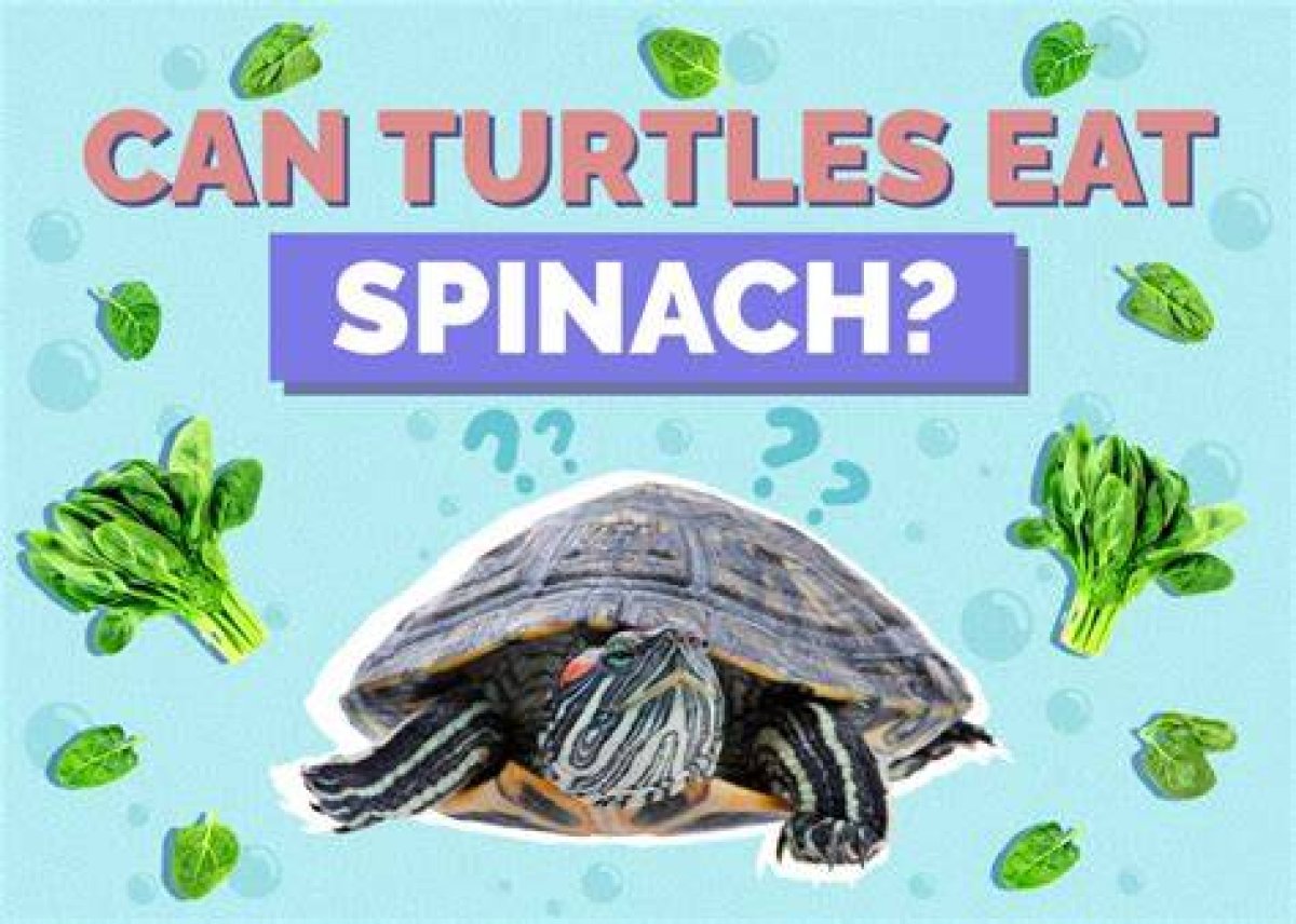 Is Spinach Poisonous to Turtles?