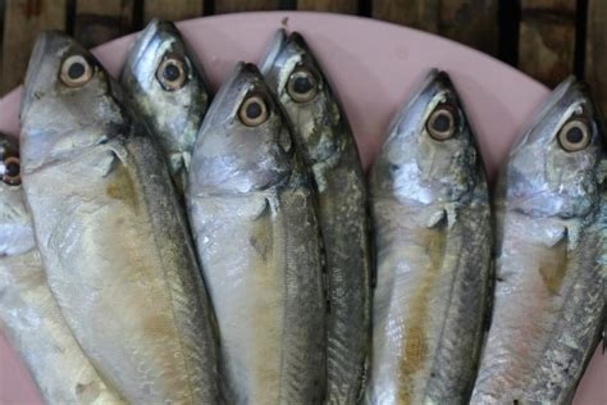 Is Thailand’s Favourite Fish on Its Way out? How Insatiable Appetites Put ‘Pla Tu’ Mini-Mackerel in Peril