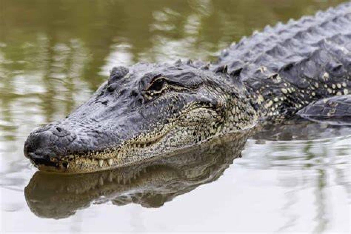 Is There Alligators in Nebraska?