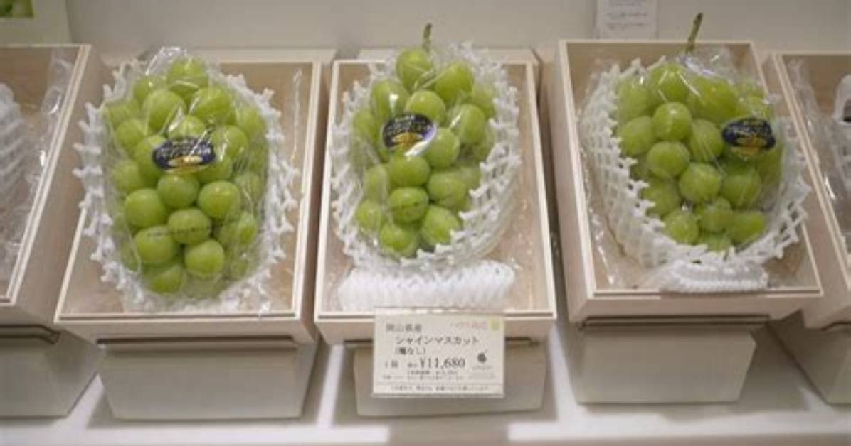 Japan Battles to Protect Premium Us$100 a Bunch Grapes ‘Stolen’ by China, South Korea